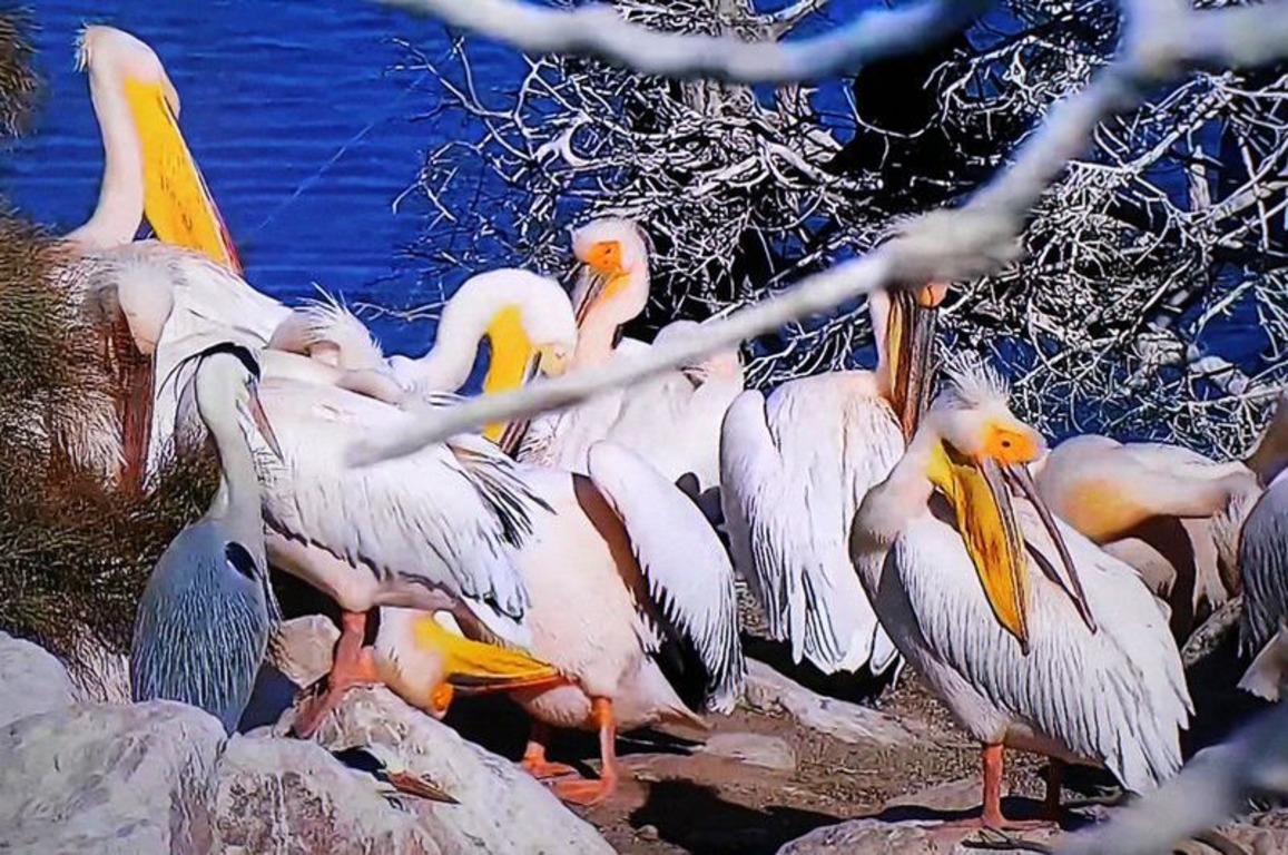 Пеликаны прилетели в  Турцию  раньше обычного