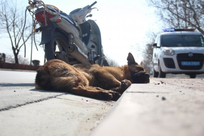 В Турции подростки истязали собаку, привязав ее к мотоциклу