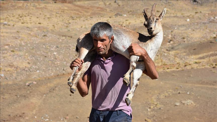 Чабан нес раненую козу на плечах 17 километров