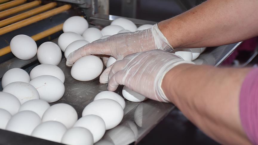 Турция осуществляет поставку куриных яиц в 19 стран мира