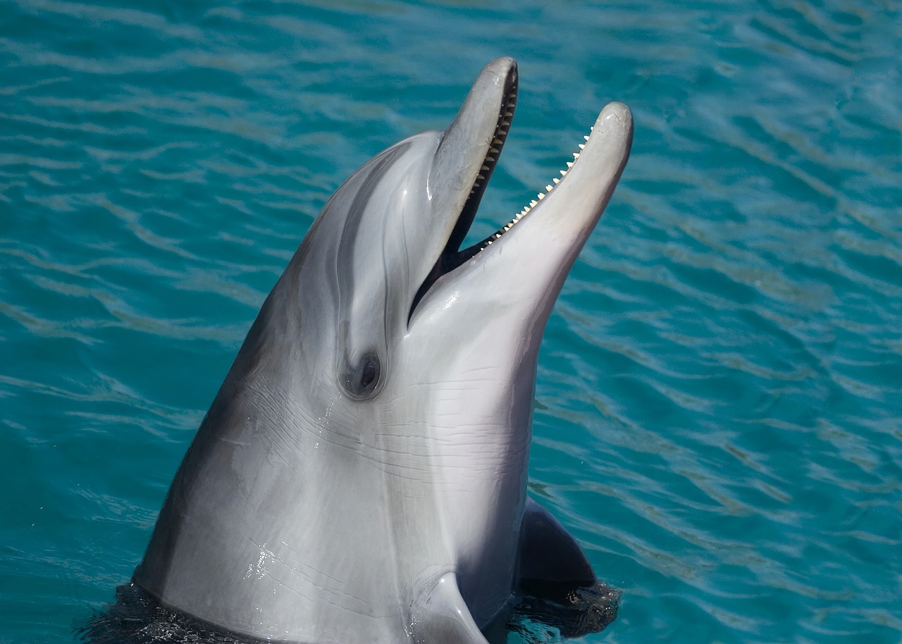 Часы работы и цена билетов на шоу в дельфинарии в Ларе