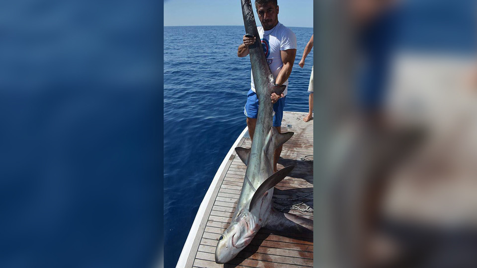 5-метровая акула была поймана в районе Коньяалты в Анталье