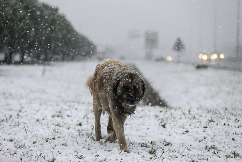 В Стамбуле выпал первый снег