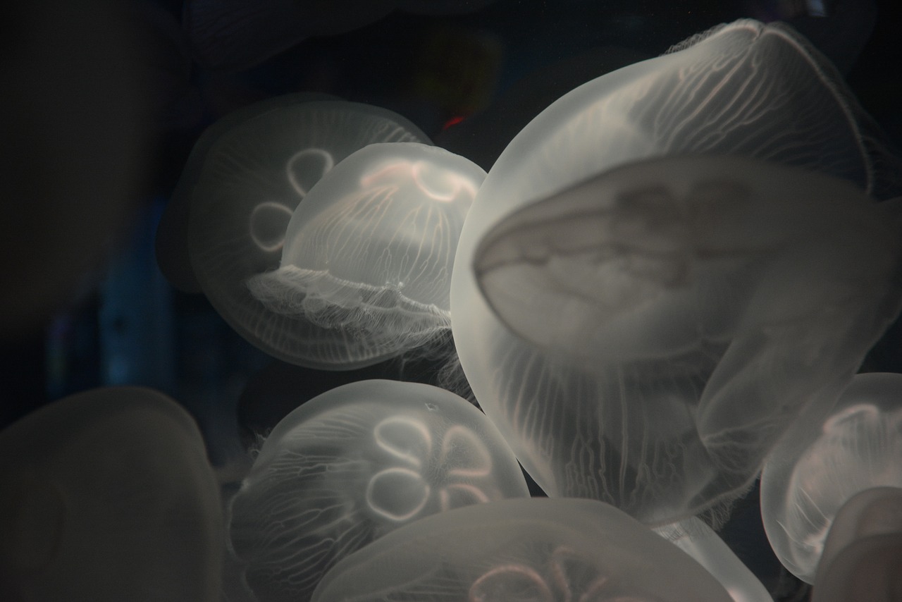 Видео: на пляже в Кунду появились огромные медузы