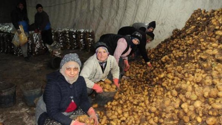 В Невшехире женщины, вместо праздника, фасовали картошку