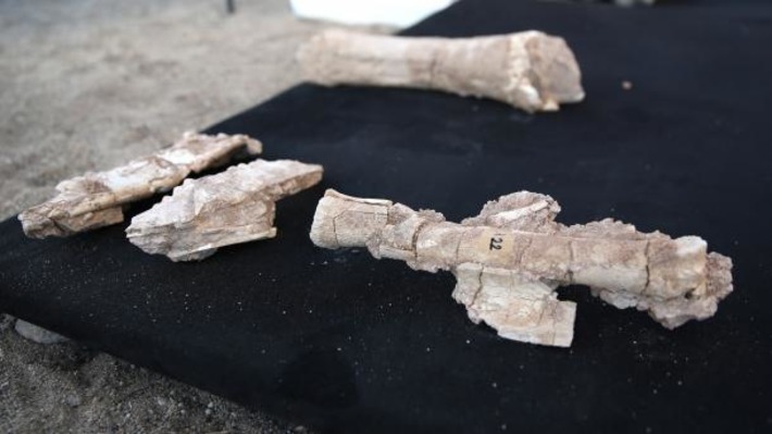 В Кайсери найдены ископаемые останки древних животных