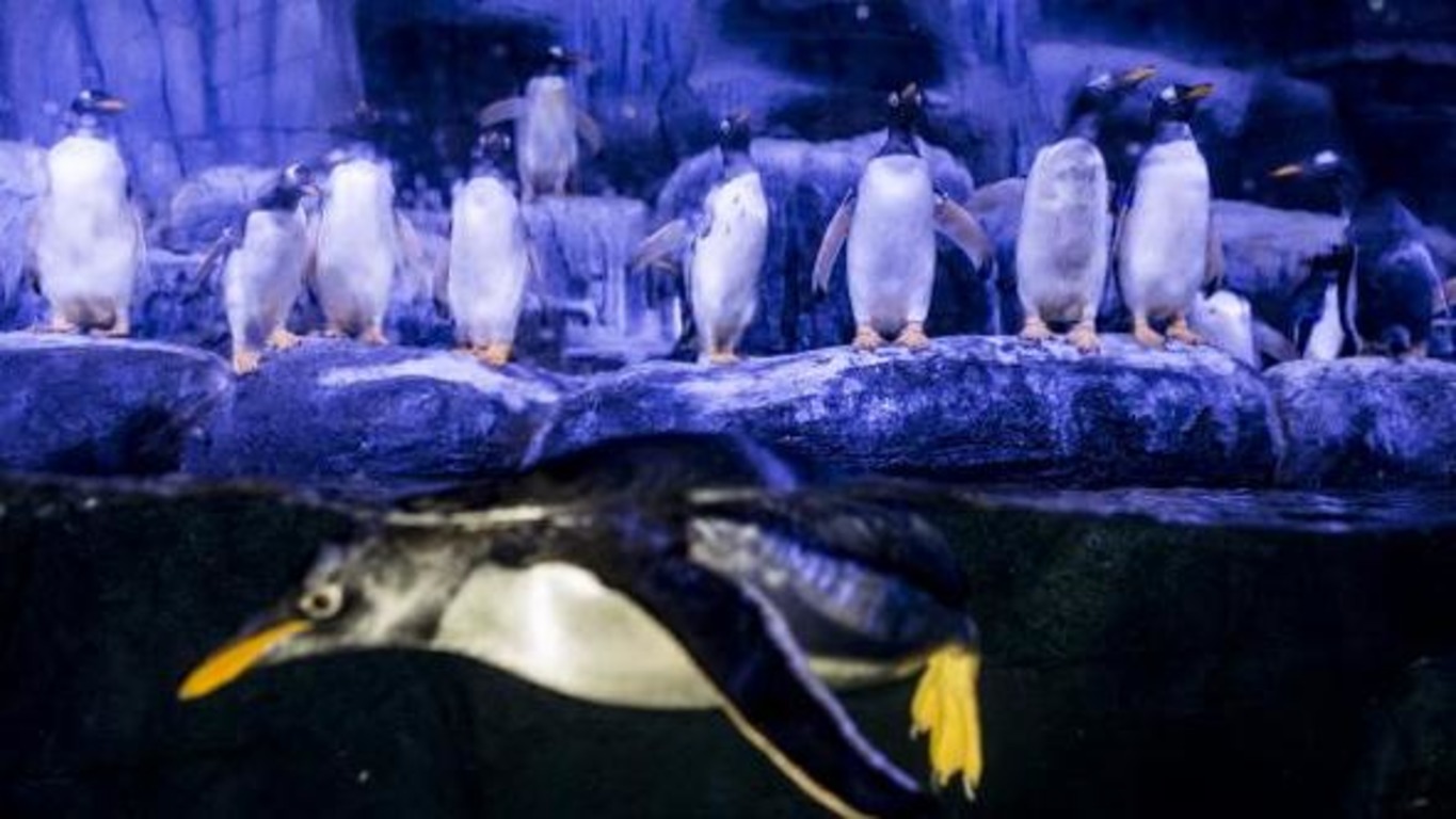В стамбульском Аквариуме родились 11 пингвинов Генту