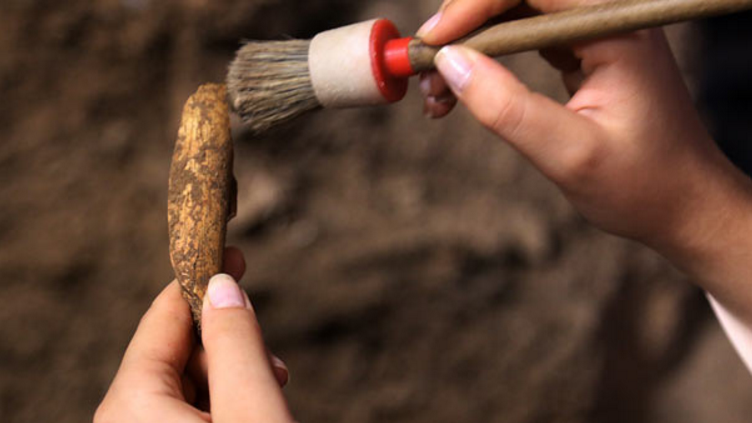  В Анталии найдены останки доисторического животного