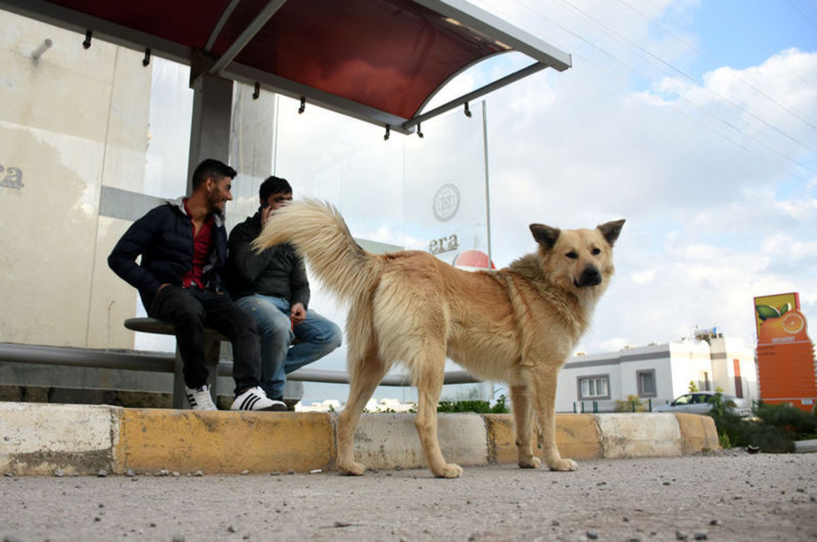 В Мугле собака год ждет своих хозяев на автобусной остановке