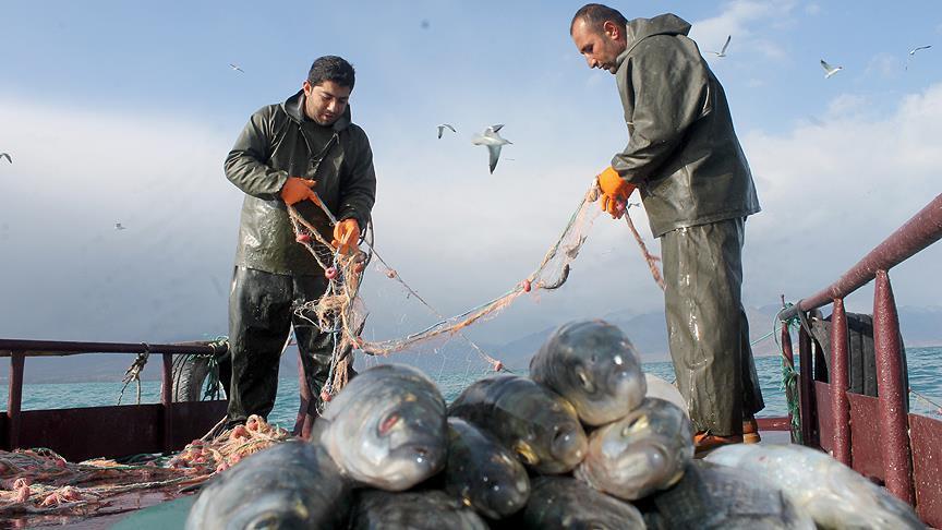 Турция экспортирует дары моря в 70 стран мира