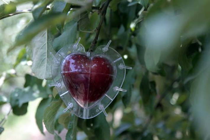 Первые в сезоне яблоки в форме сердечек поступили на прилавки Турции