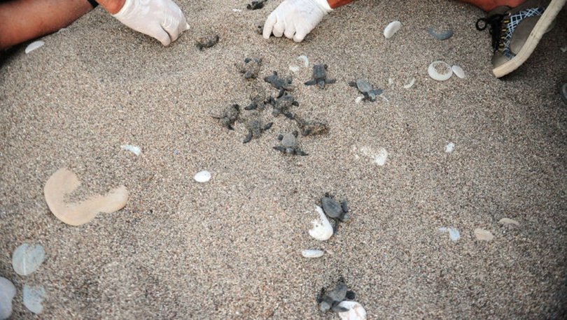 В Анталии вывелось более 7,5 тыс. детенышей черепах Caretta Caretta