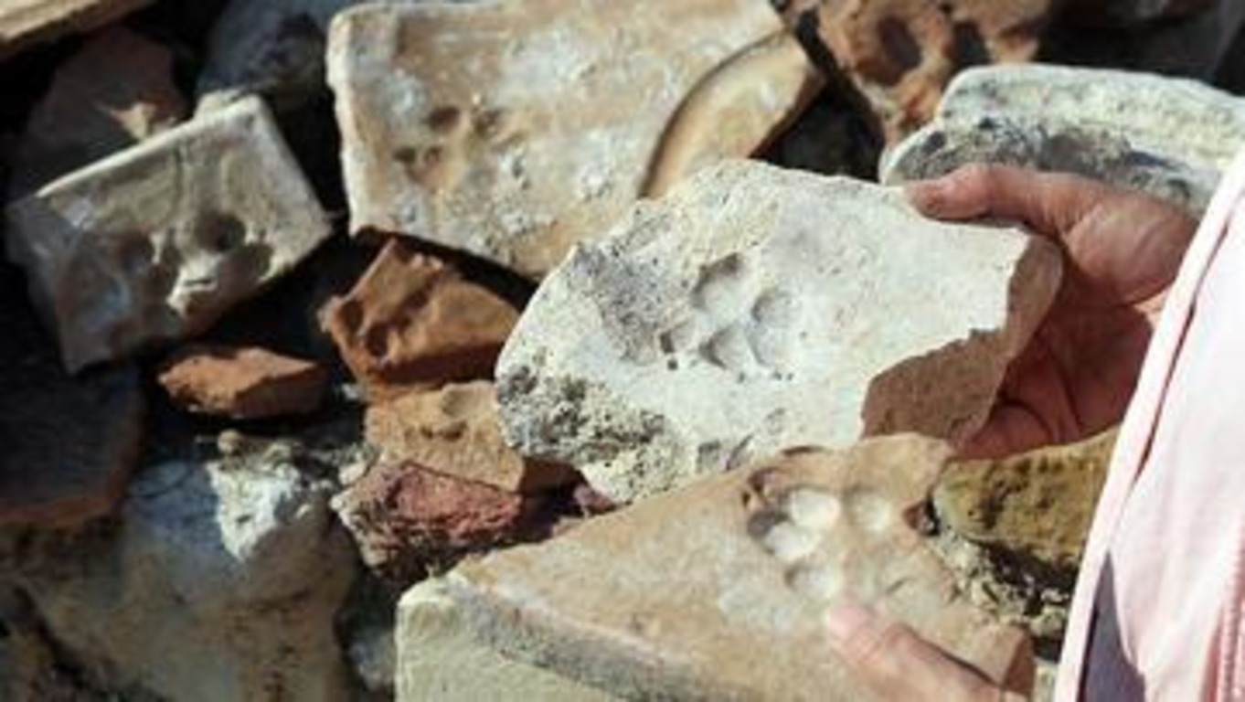 В Турции нашли следы собак и кошек, оставленные 800 лет назад