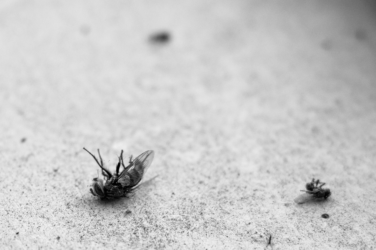 Служба по уничтожению насекомых в жилых помещениях  в Анталии