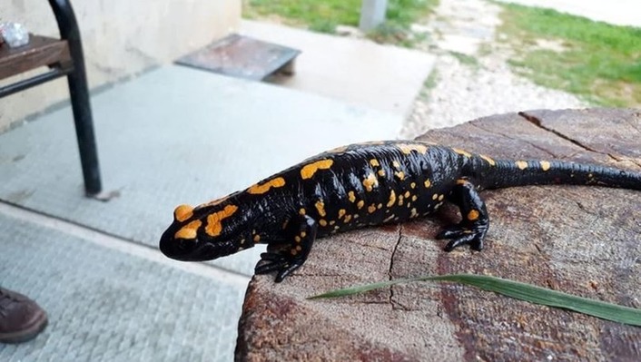 В Адане найден вымирающий вид саламандры