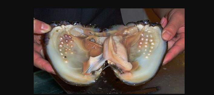 Раковина моллюска жемчужницы с натуральным жемчугом