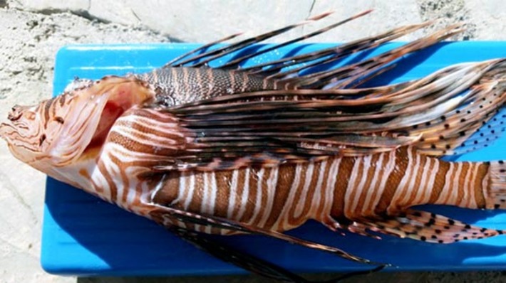 Ядовитая рыба-крылатка осваивает воды Турции