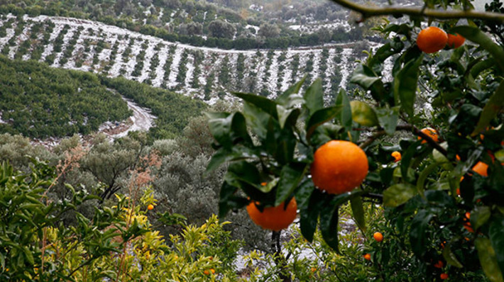 В турецком Измире град побил урожай мандаринов 