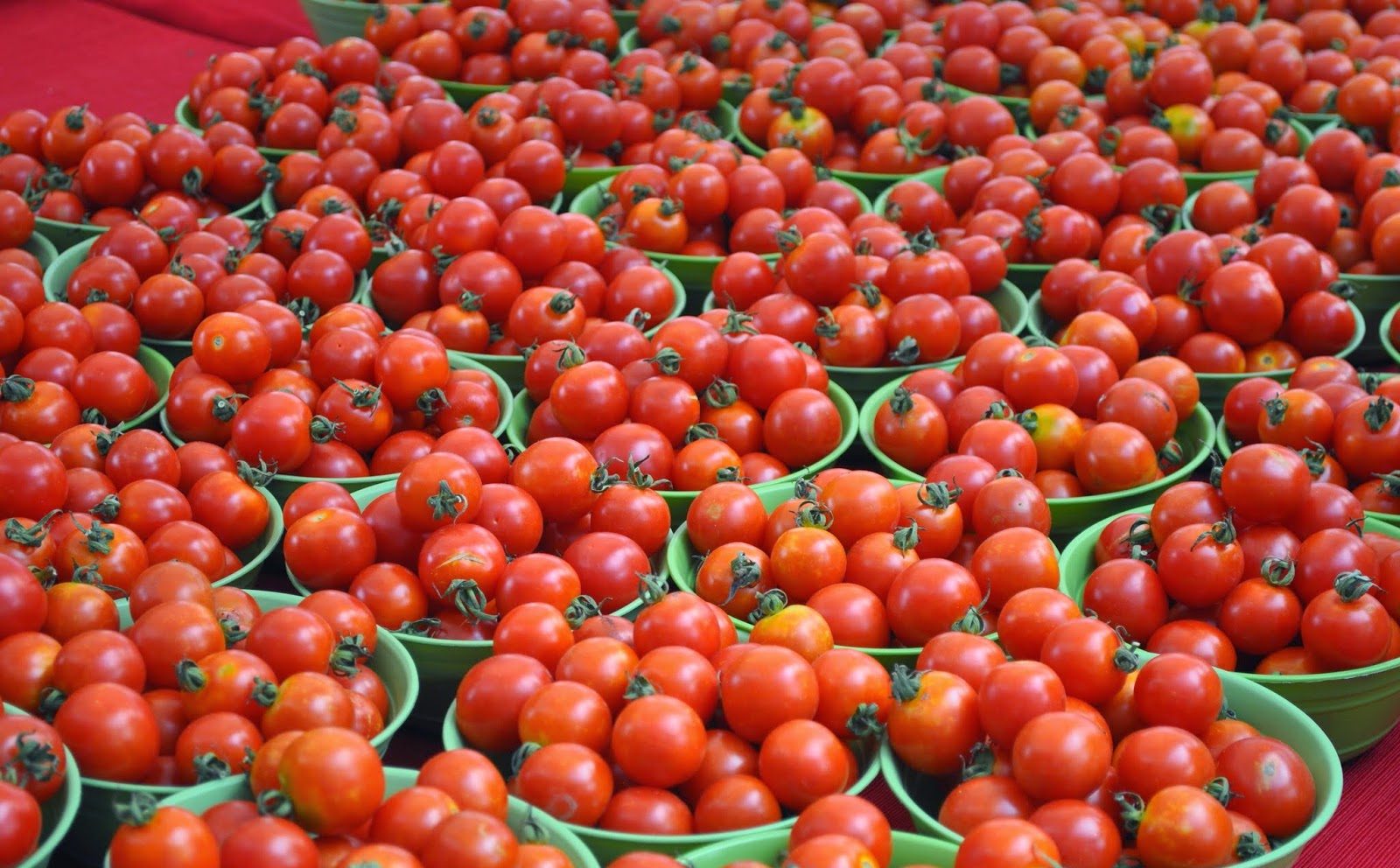 Турецкие экспортеры готовы к поставкам томатов в РФ