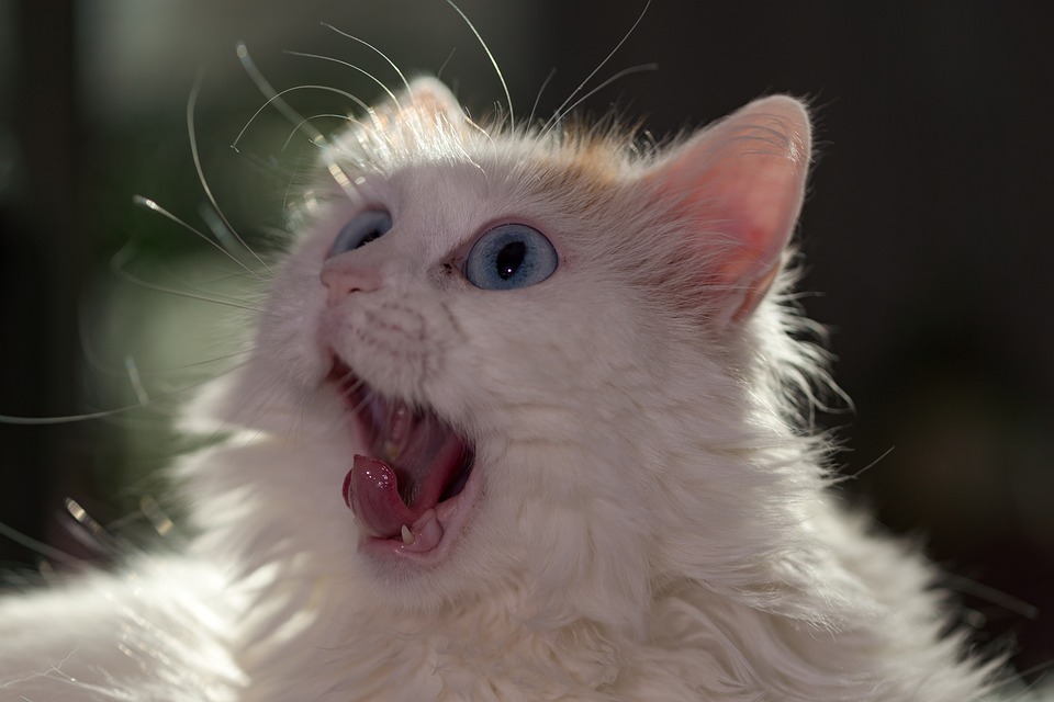 Коты породы"Ван": чудо природы и талисман "на удачу"