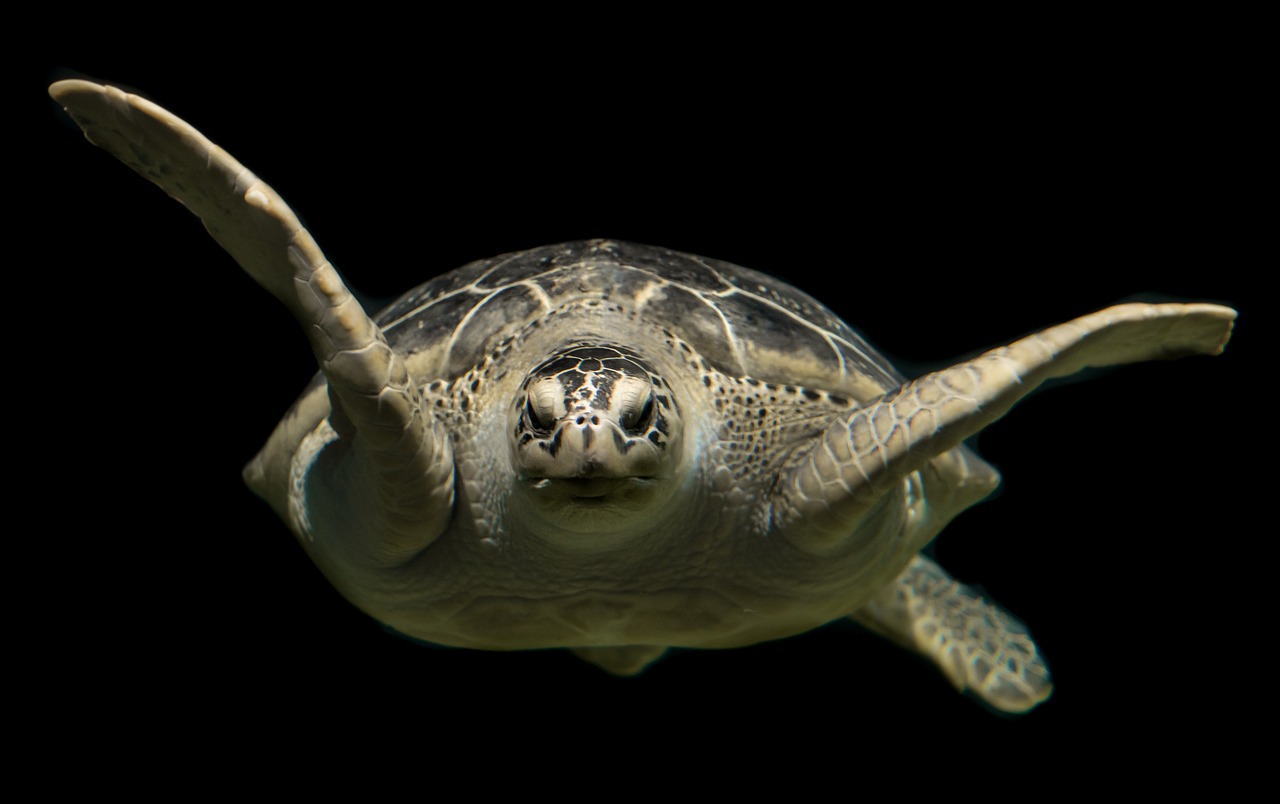 Огромные морские черепахи появились на пляже в Анталии