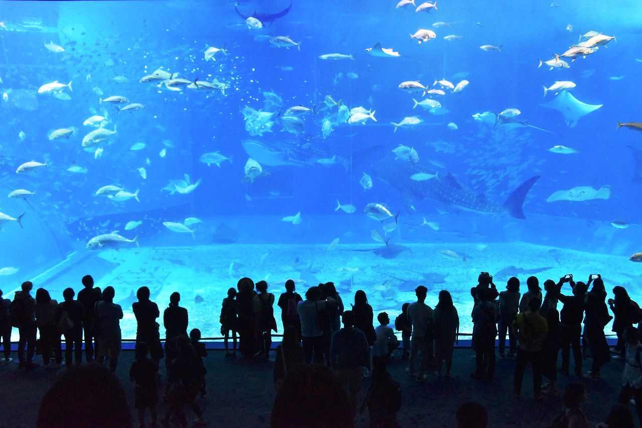   Стоимость входа в аквариум Анталии для всех категорий посетителей  
