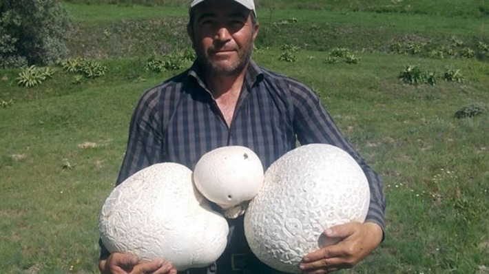 В Сивасе найдены грибы весом более 4 кг