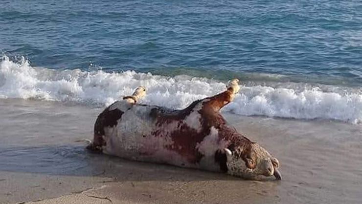 В центре Аланьи на пляже обнаружена мертвая корова