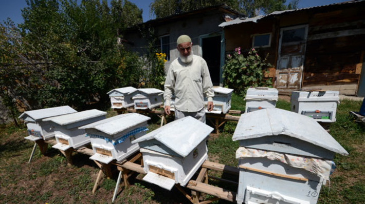 Рекордное падение сбора мёда в Карсе