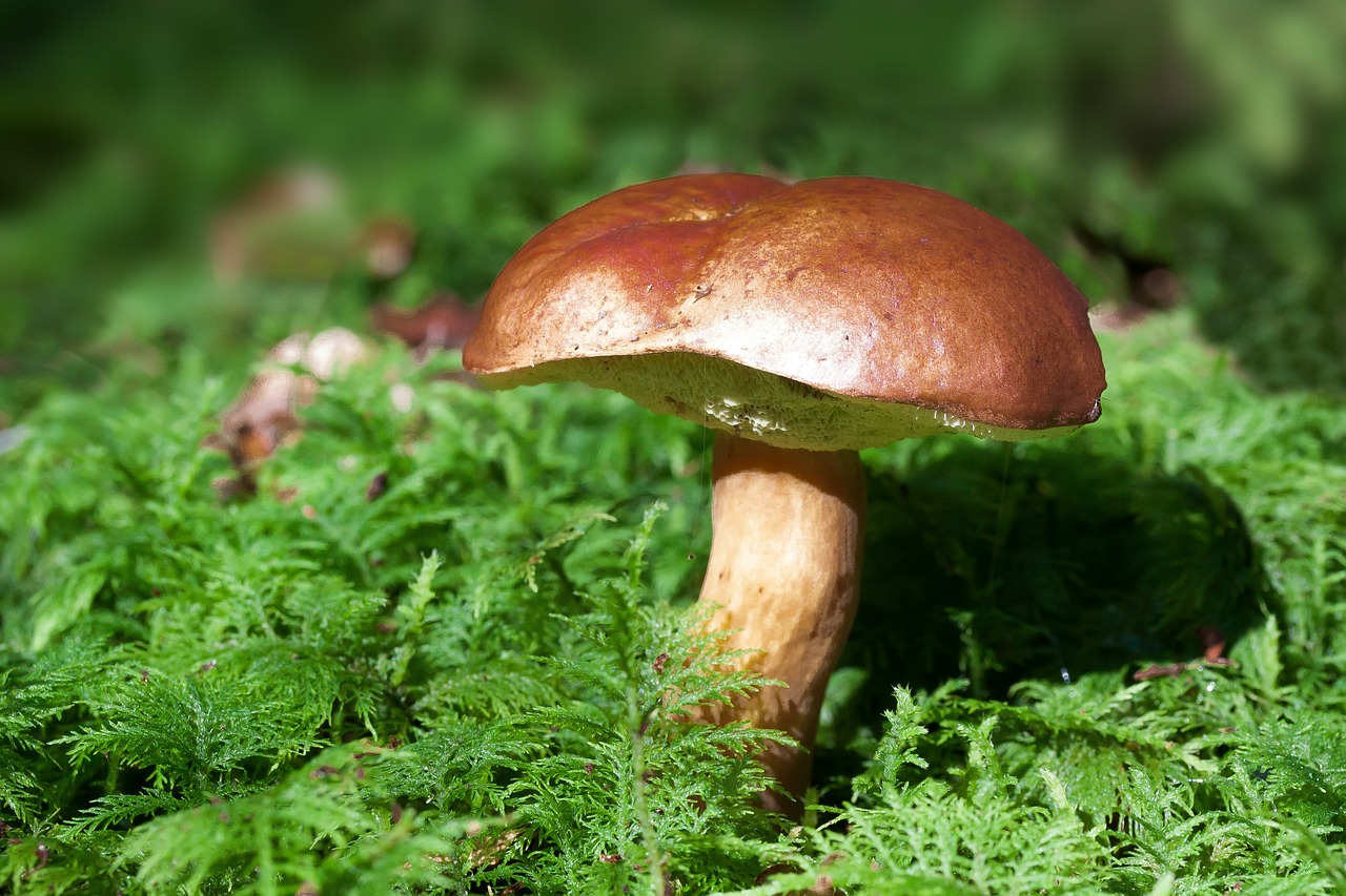 Поиск компаньона для выращивания грибов в Анталии