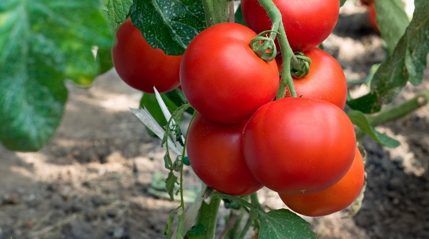 Первые томаты были экспортированы в Россию после перерыва в 1 год и 11 месяцев