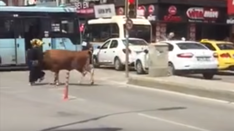 Разъяренный бык напал на женщину в Стамбуле (видео)