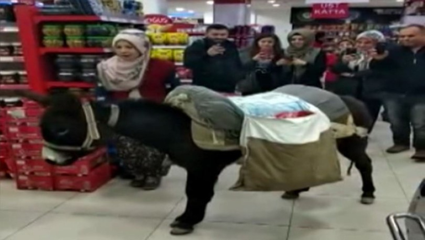 В Турции оштрафовали магазин из-за осла