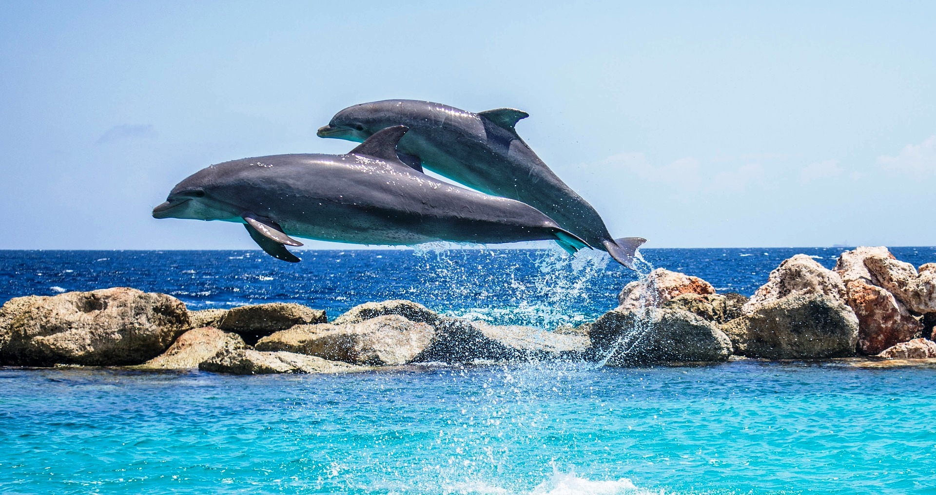  Заплывают ли дельфины к берегам Анталии?
