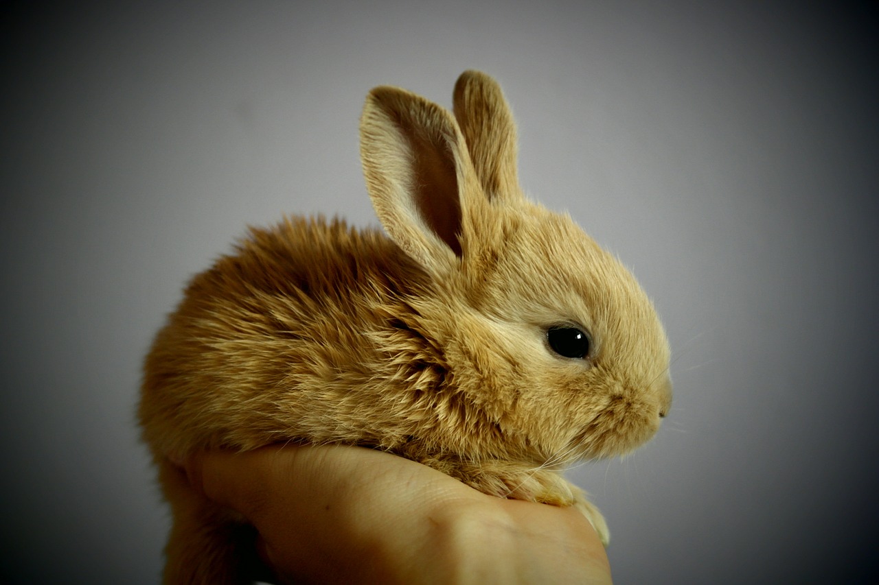 Где можно приобрести декоративного вислоухого кролика в Анталии? 