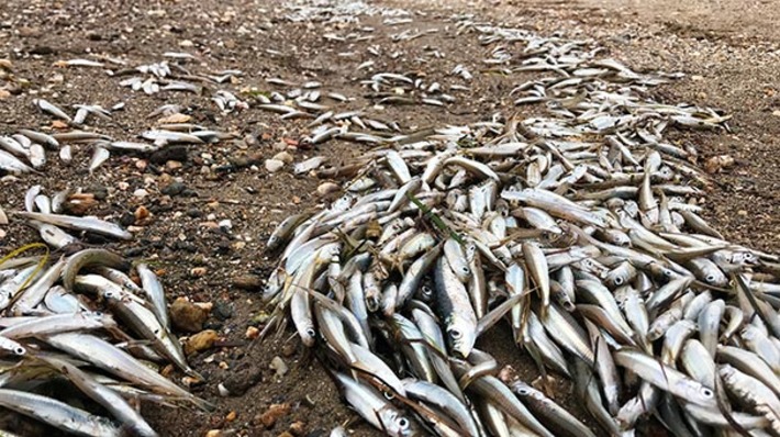 Берега Чанаккале завалены дохлой рыбой