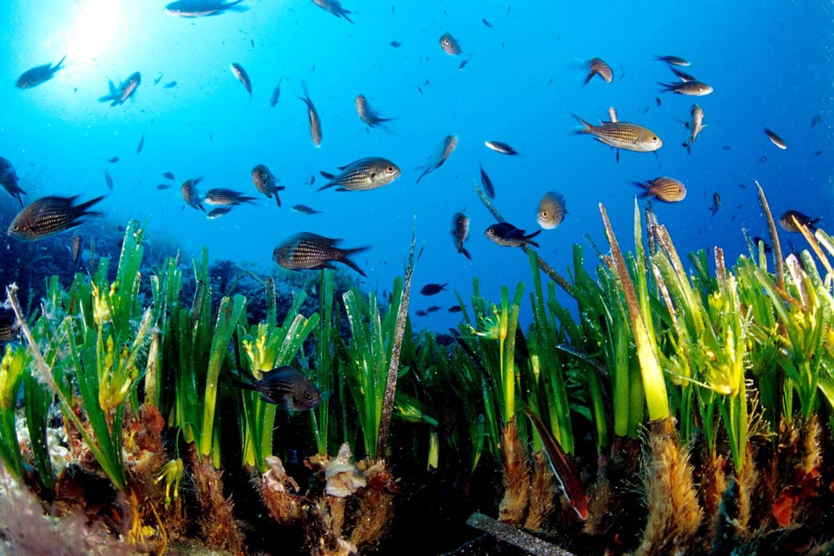 Особенности обитания живых организмов в океане. Посейдония водоросли. Морская трава Посейдония индийский океан. Посейдония океаническая.