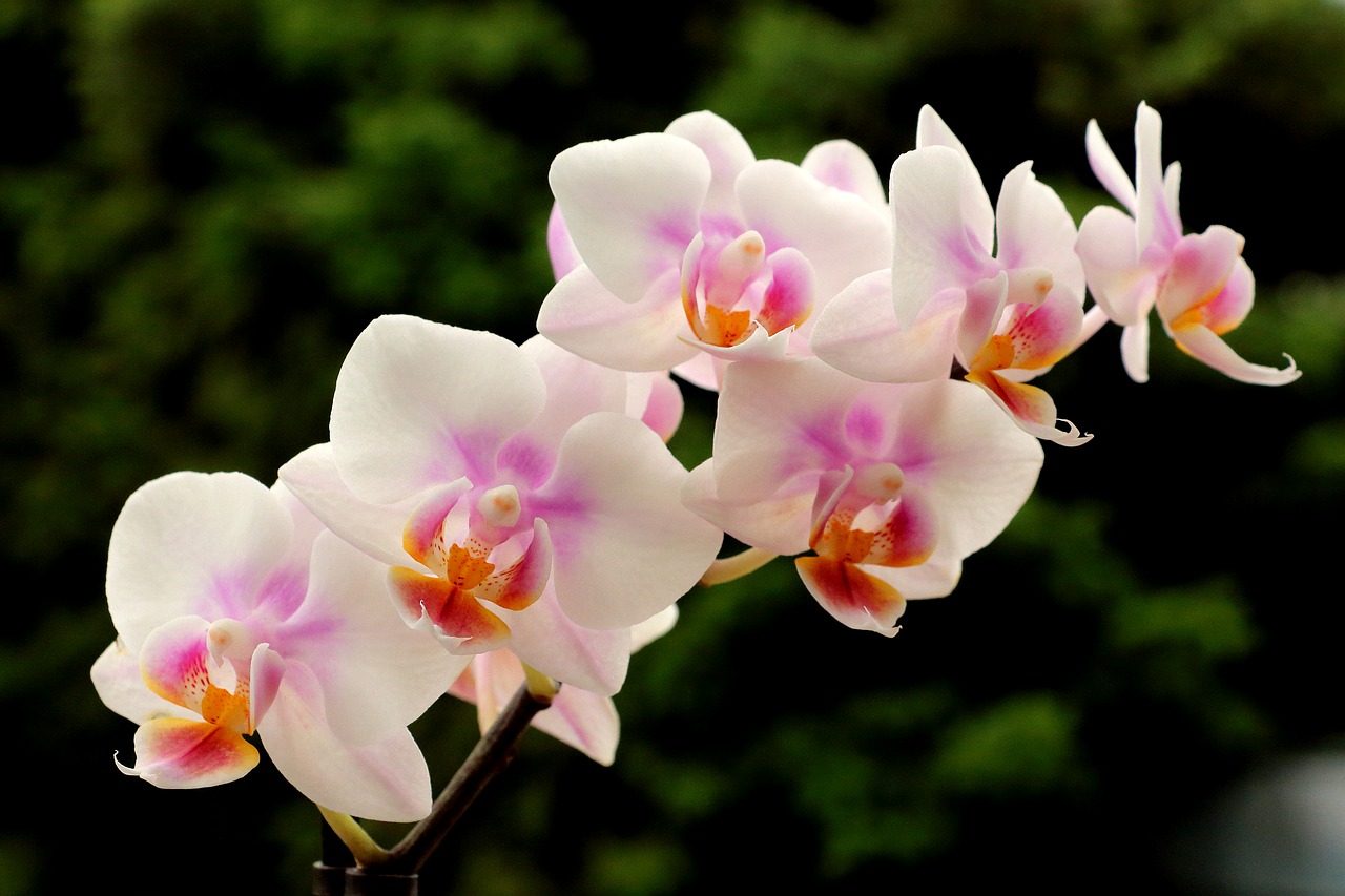 Реанимация орхидеи в домашних условиях Анталии 