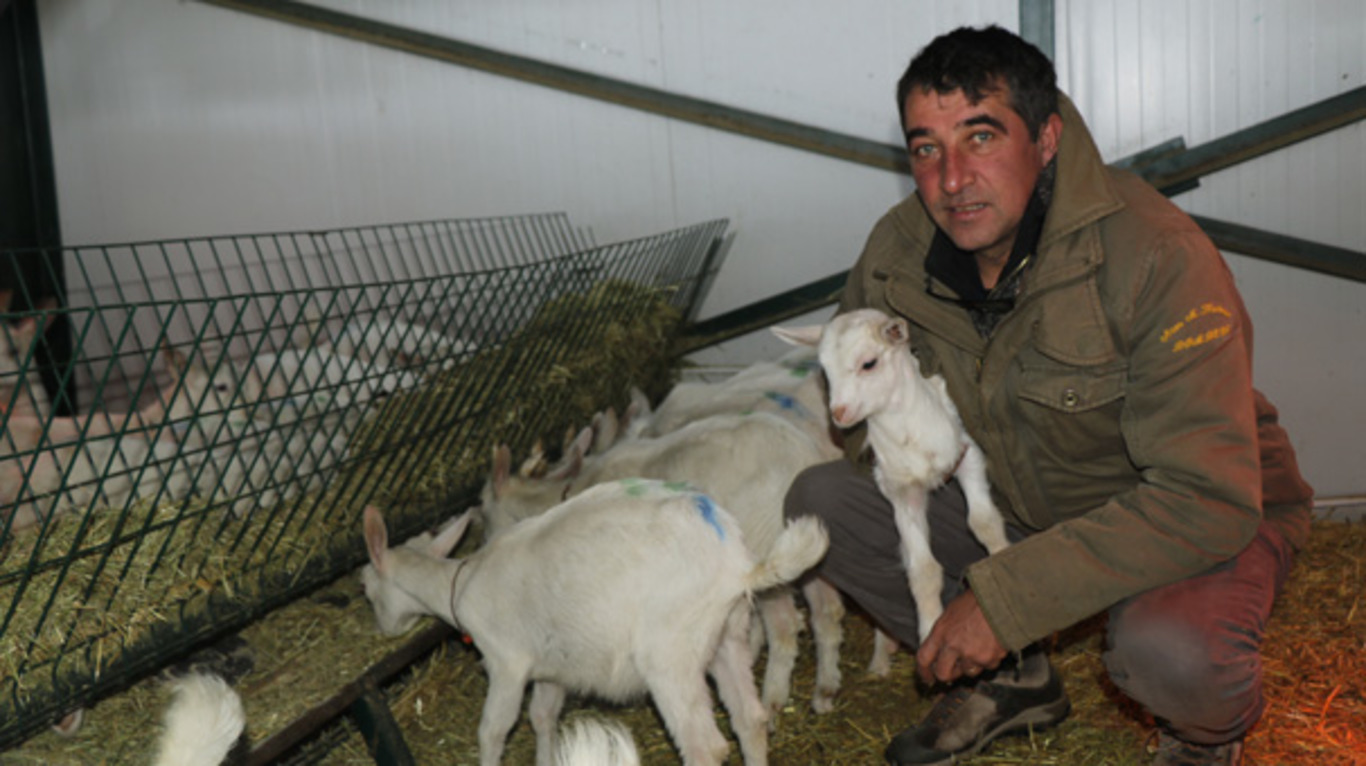 Руководитель международной компании занялся разведением коз в Турции