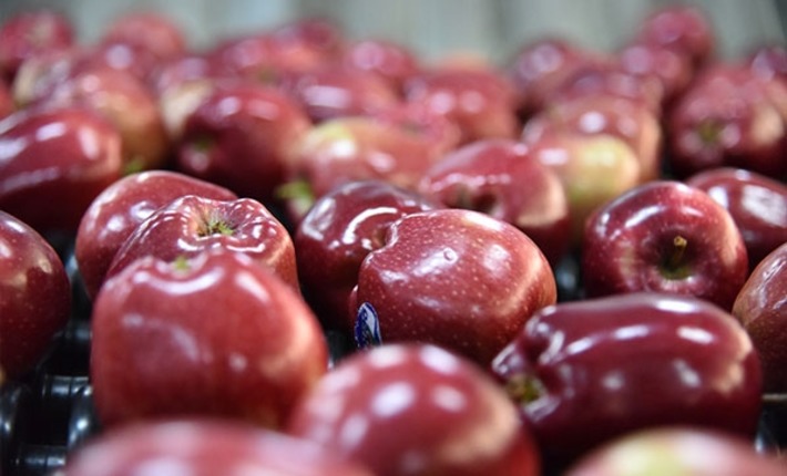 Фермеры Испарты соберут в текущем году 700 тыс. тонн яблок