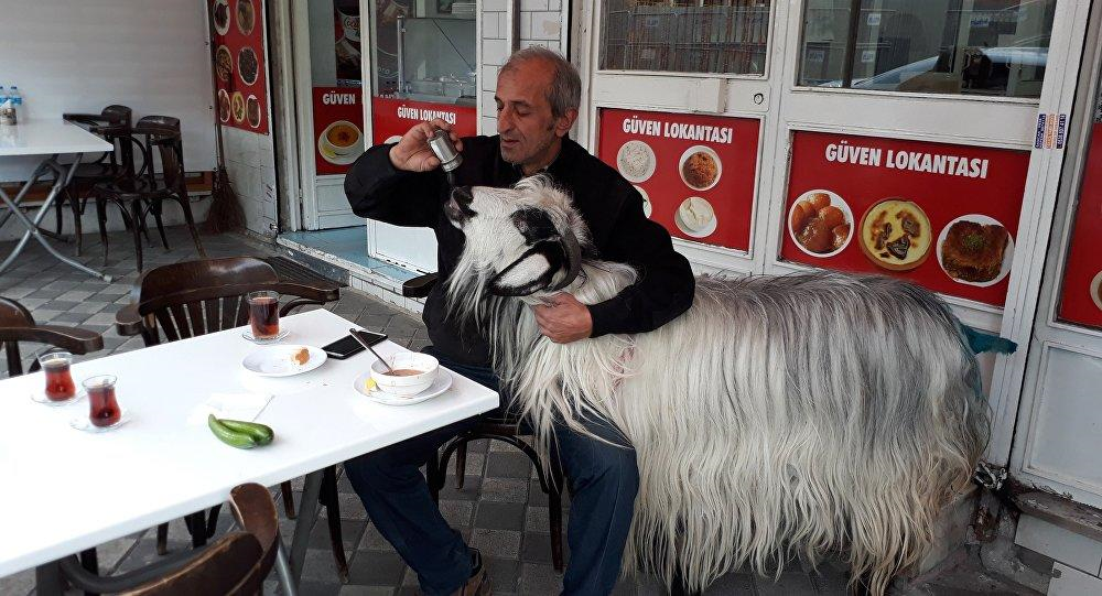 Завтрак с козой в кафе закончился драмой для жителя Стамбула