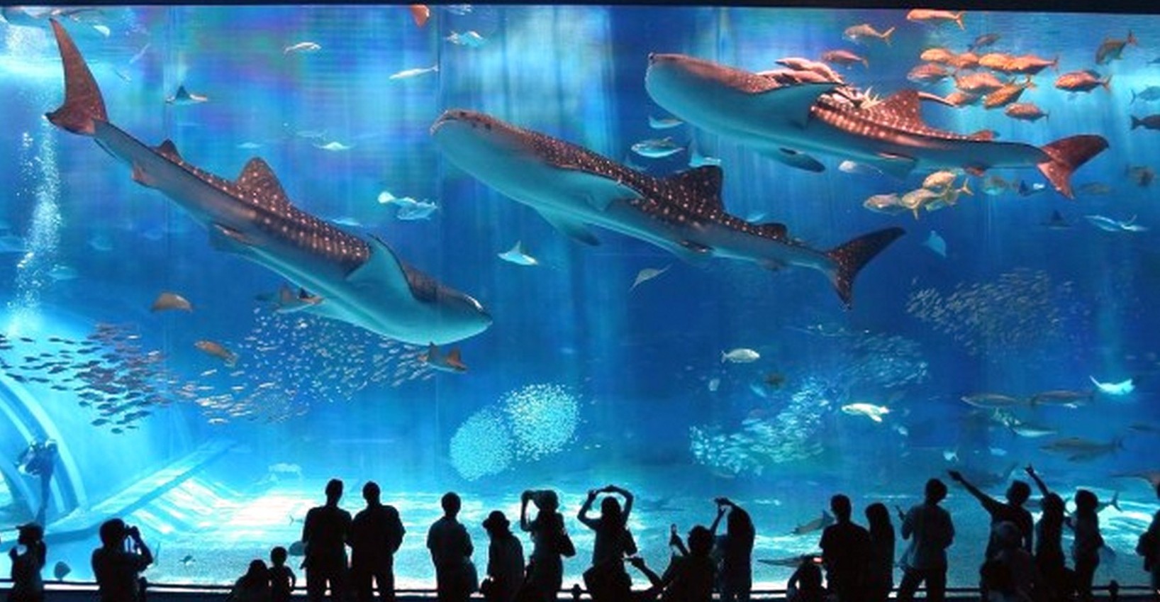 Туннельный аквариум в Анталье встречает гостей
