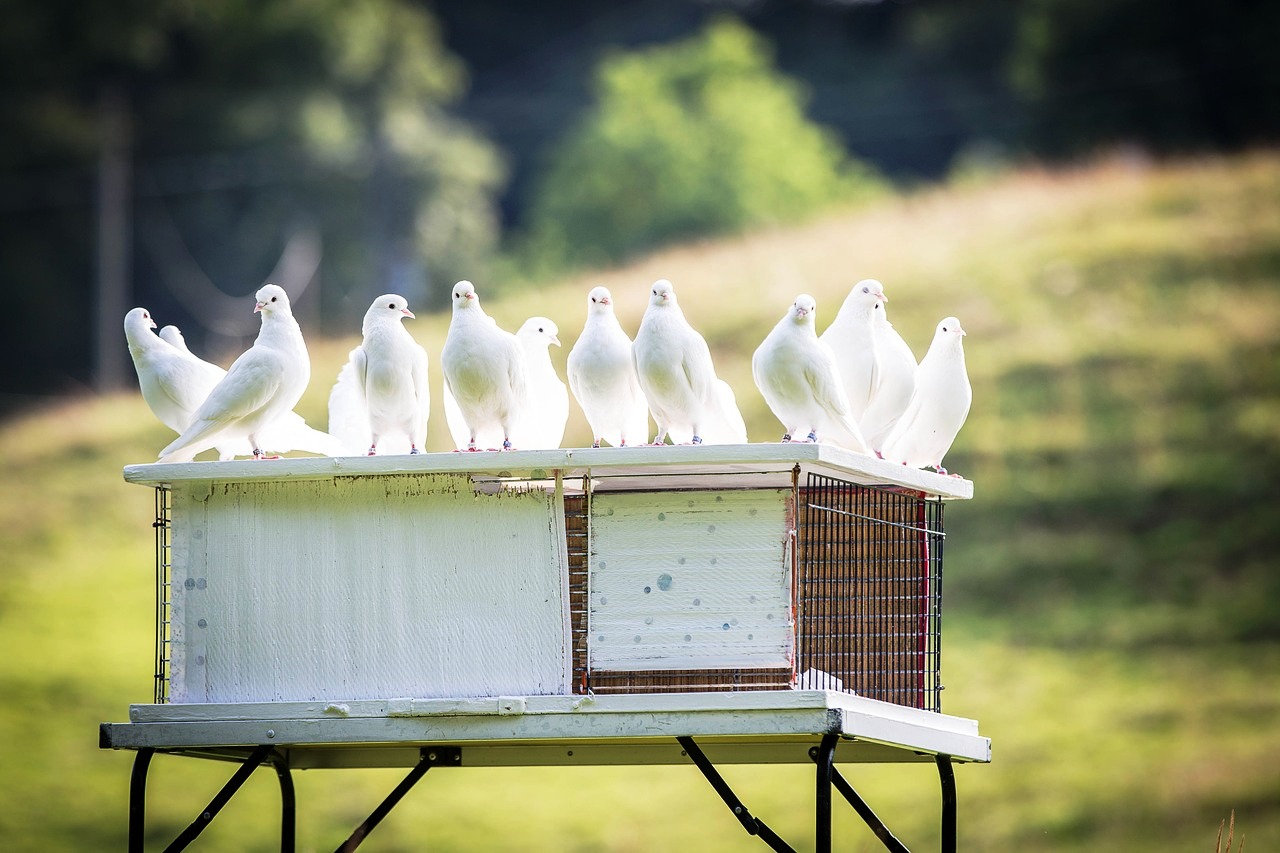   Где в Анталии можно купить пару белых голубей?