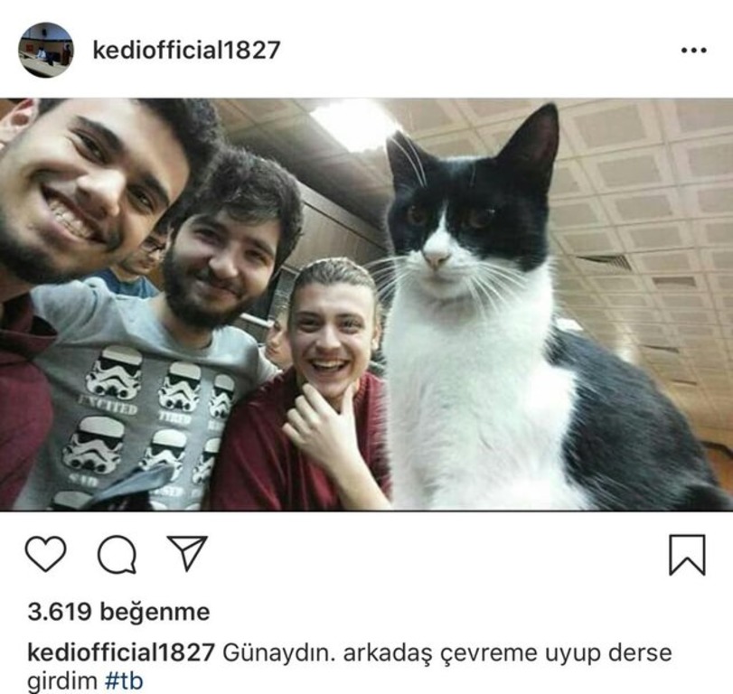 В Турции появился кот-студент