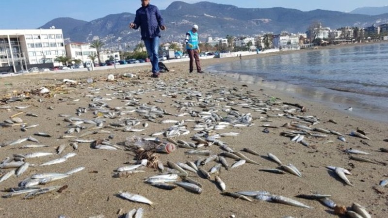 На пляже Алании обнаружены тысячи выброшенных на берег рыб