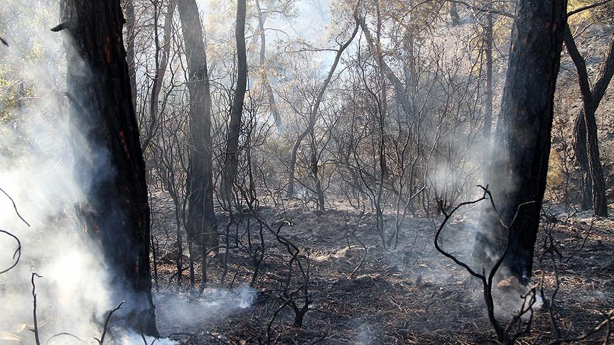 Лесной пожар в Фетхие потушен