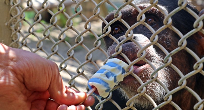 Животных в анталийском зоопарке кормят мороженым из-за сильной жары