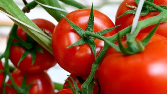 Ещё 4 турецкие фирмы будут ввозить помидоры в РФ