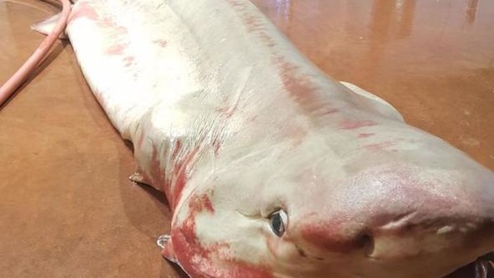 Рыбаки в Анталии поймали акулу