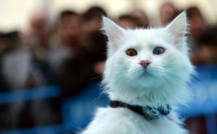 В Турции прошел конкурс красоты Ванских кошек